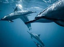 博鱼体育登录入口-【夜读】佩莱可以走 瓦尔加留下！